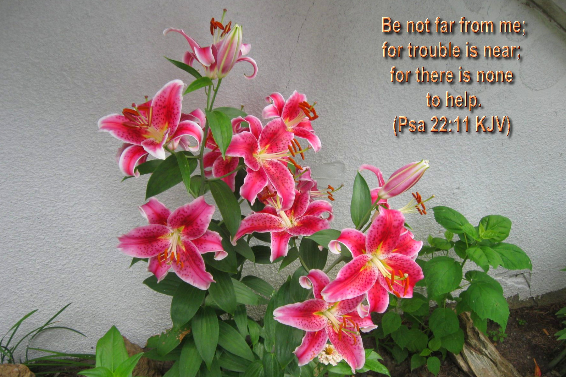 The Bible Versed Flowers Wallpapers Hot Discussions